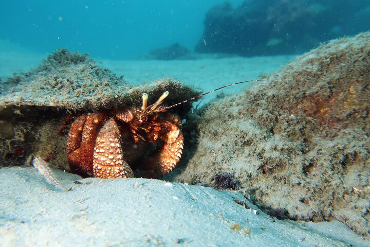 Luxury Snorkeling on Your Vacation Exclusively Private Guaranteed - Photo 1 of 25